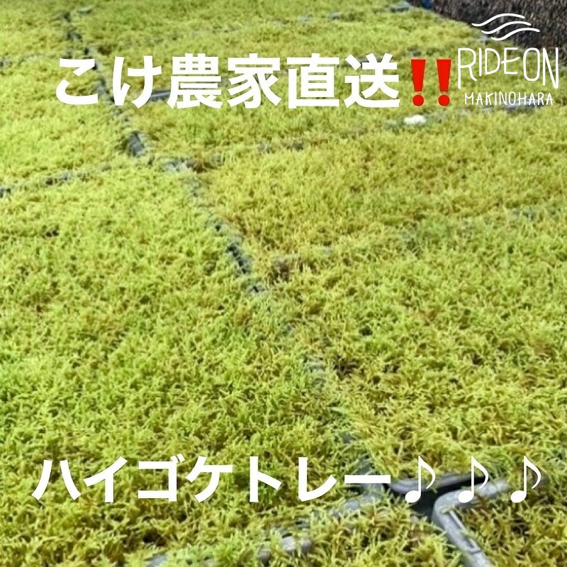 ありがとうを贈る 父の日特集