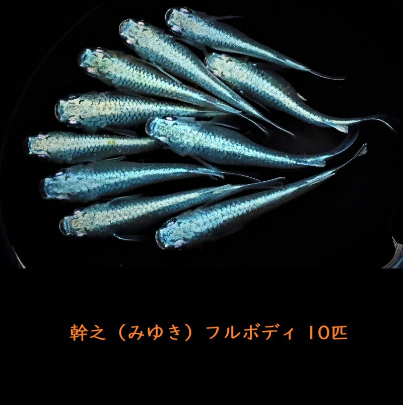 めだか 幹之 みゆき フルボディ 10匹 メダカ 観賞 魚 静岡県 最安値挑戦