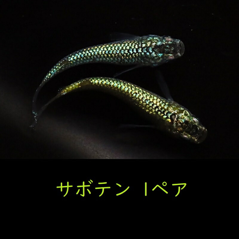 めだか サボテン 1ペア メダカ 観賞 魚 静岡県 大きい割引