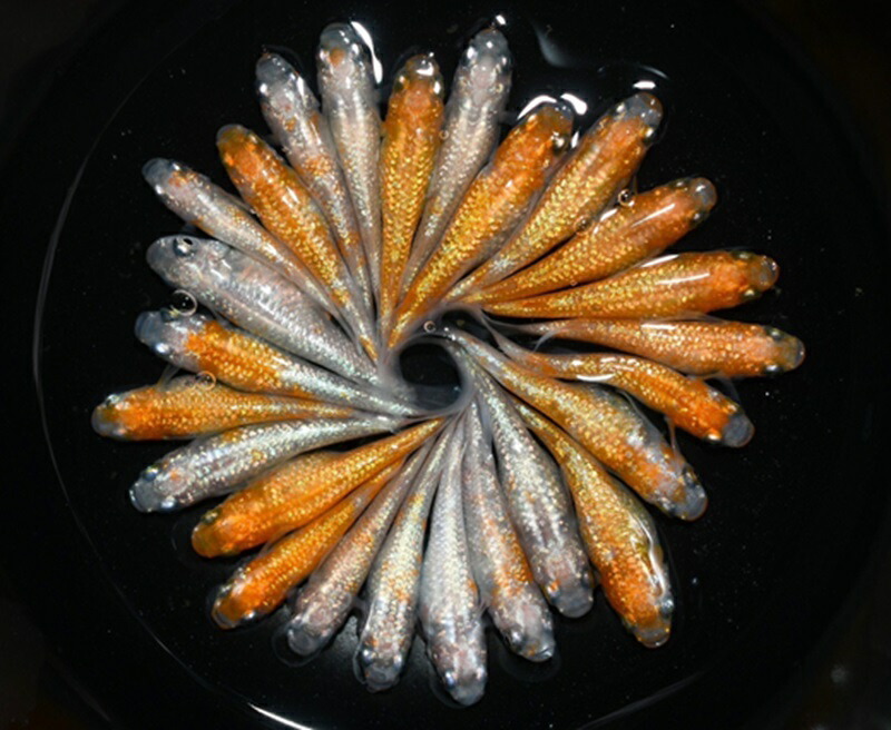 ふるさと納税 129-27　夜桜ゴールド　オス・メス　ランダム30匹 静岡県牧之原市 129-27 夜桜ゴールド オス・メス ランダム30匹 - 静岡県牧之原市