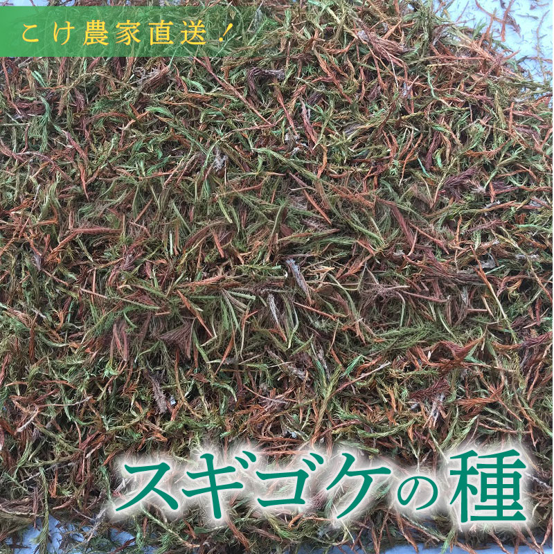 ありがとうを贈る 父の日特集