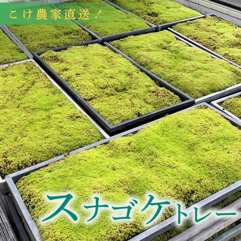 ありがとうを贈る 父の日特集