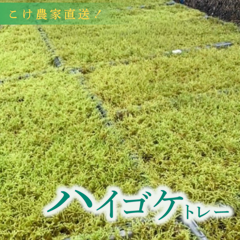 ありがとうを贈る 父の日特集