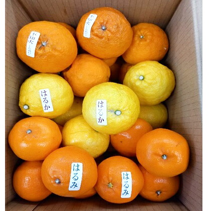 海外輸入 ふるさと納税 伊豆産 旬柑橘詰め合わせセット 果物類 柑橘類 フルーツ 柑橘詰め合わせ お届け 毎年3月中旬 5月中旬 全国組立設置無料 Prestomaalaus Fi