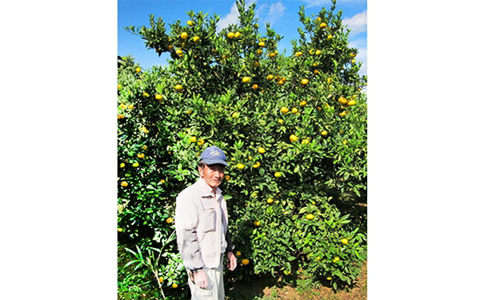 ふるさと納税 幻の果実 花良治 ケラジ みかん 約1 3kg 果物類 柑橘類 みかん フルーツ ミカン 約1 3kg お届け 21年12月下旬 22年1月初旬 Umu Ac Ug