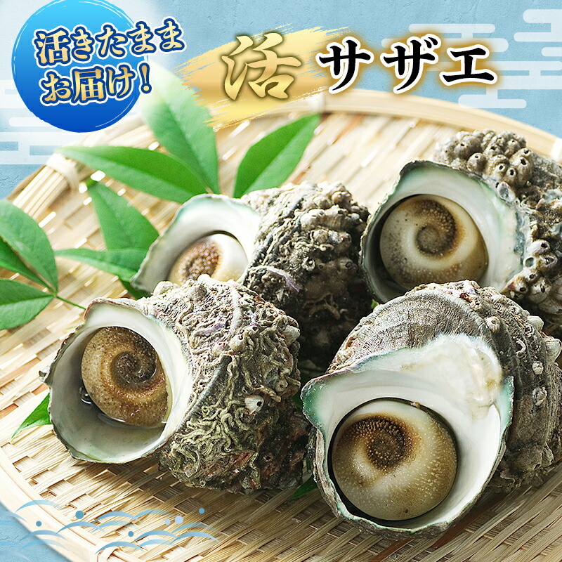 【ふるさと納税】活サザエ 5~15個 活きたままお届け 活 サザエ さざえ 貝 魚介 魚介類 海鮮 刺身 つぼ焼き 厳選 冷蔵 冷蔵配送 静岡 静岡県 河津 河津町 お届け:毎年4月~9月中旬出荷予定