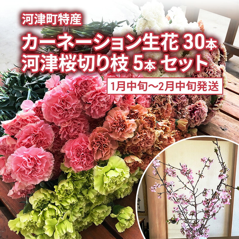 【ふるさと納税】花 カーネーション 30本 河津桜 5本 セット 生花 切り枝 お花 フラワー アレンジメント フラワーアレンジメント 桜 静岡 静岡県 河津 河津町　お届け：2027年1月下旬～2027年2月中旬まで｜静岡県河津町