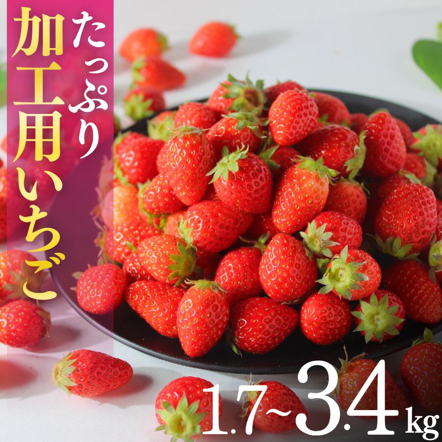 【ふるさと納税】 いちご 苺 イチゴ 加工用イチゴ 大容量 生いちご 甘い フレッシュ 濃い 旨い 産地直送 農家直送 期間限定 strawberry 完熟 甘い 果物 フルーツ たっぷり 訳あり 人気 おすすめ 果物 フルーツ 甘い 静岡県 静岡イチゴ バラ詰 送料無料｜静岡県南伊豆町