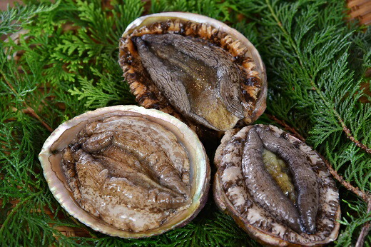 あわび アワビ 鮑 天然 活 魚介 海産 海鮮 産地直送 BBQ バーベキュー 送料無料 伊豆 静岡 青木さざえ店