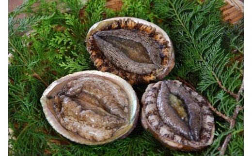 伊勢エビ あわび サザエ 詰め合わせ イセエビ アワビ さざえ 伊勢海老 鮑 セット 送料無料 静岡 南伊豆 青木さざえ店