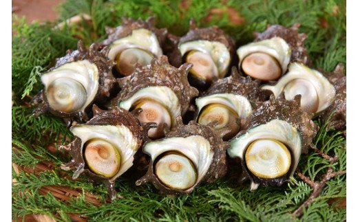 伊勢エビ あわび サザエ 詰め合わせ イセエビ アワビ さざえ 伊勢海老 鮑 セット 送料無料 静岡 南伊豆 青木さざえ店
