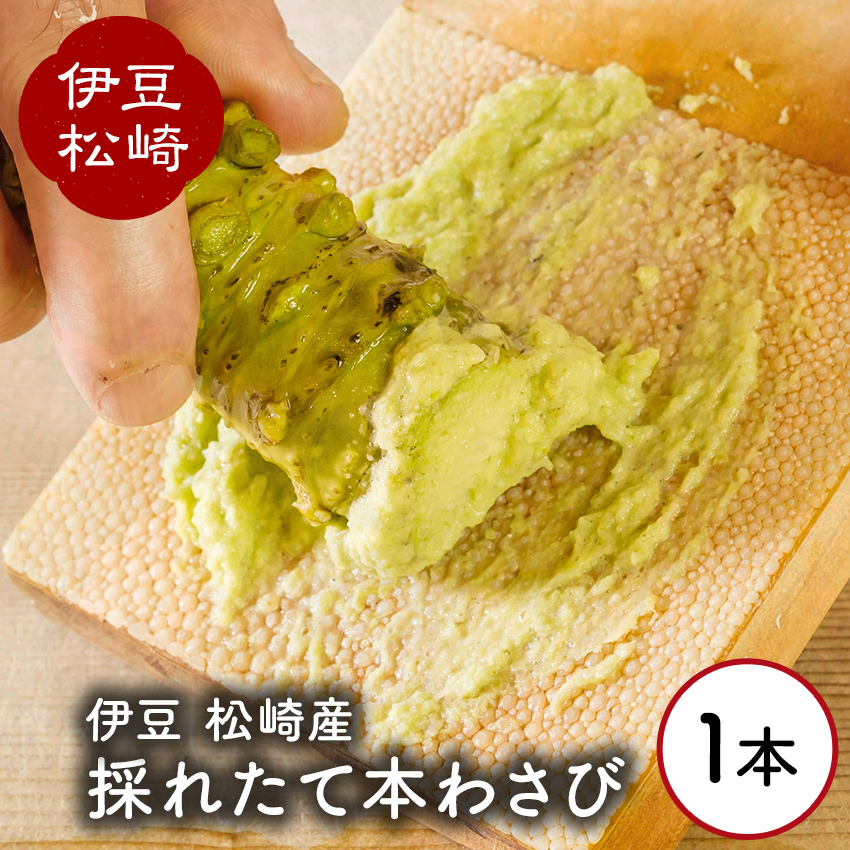 【ふるさと納税】伊豆の生わさび 1本