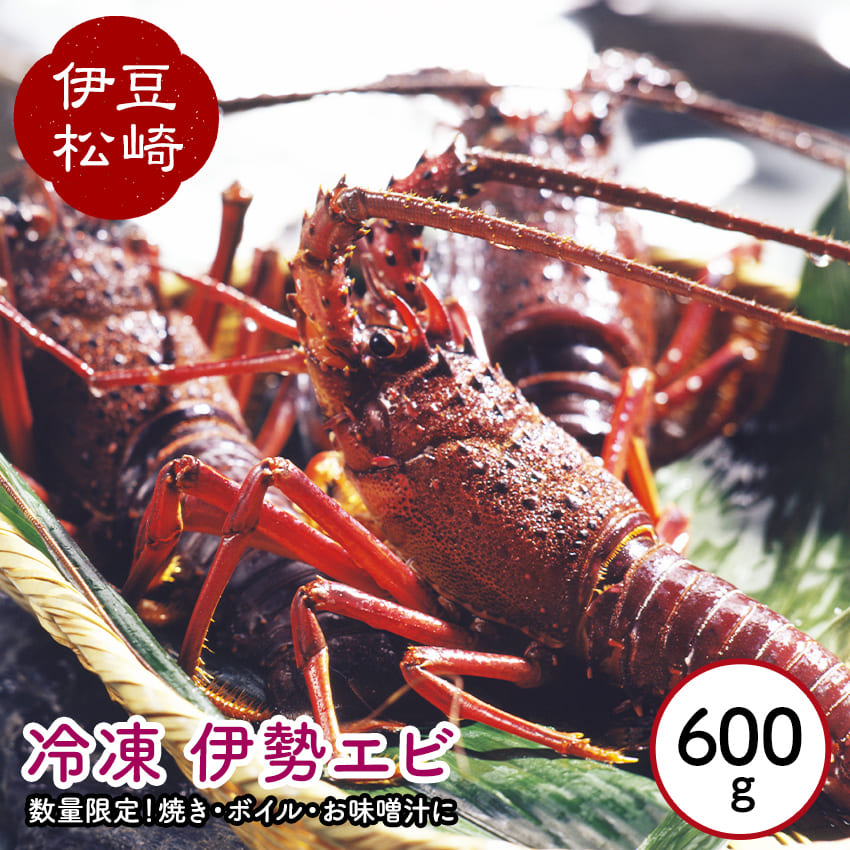 楽天市場 ふるさと納税 冷凍伊勢海老 ０ ６ｋｇ 静岡県松崎町