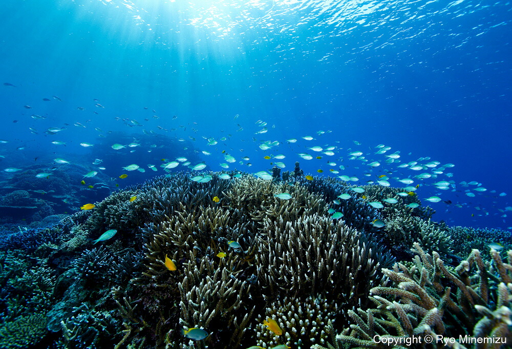 【ふるさと納税】涌き水町ふるさと使節 渡津海毛の荒物活動写真家 峯水亮氏による 細工物ダイアログボックス Shallow coral reefs and fishes（_MG_2031_A4）