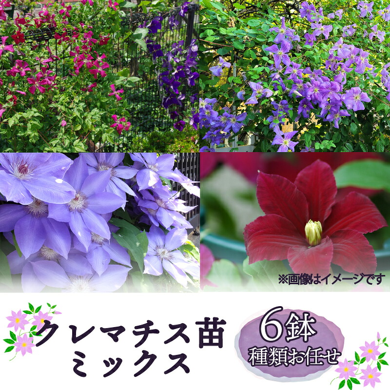 【ふるさと納税】 クレマチス 苗 6鉢 書き割り 雑ぜ合わせる 類概念 おまかせ 花 お花 花苗 鉢花 鉢植え 園芸 ガーデニング 富士山 静岡県 長泉町 母の日 父の日 敬老の日 お歳暮 お中元 差し上げ物 差し上げ物 生まれ落ちる日 祝する日 呉れて遣る 祝賀会 差し上げ物