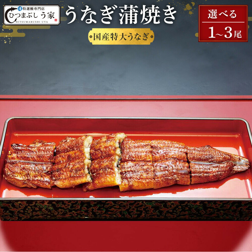 【ふるさと納税】【選べる！内容量】国産特大うなぎ蒲焼き（1～3尾） | 愛知県 名古屋市 愛知 名古屋 ふるさと 納税 支援品 返礼品 支援 返礼 お取り寄せグルメ 取り寄せ グルメ お取り寄せ うなぎ 国産 鰻 国産うなぎ 蒲焼き 魚介 魚介類 うなぎ蒲焼き 鰻蒲焼き 食品