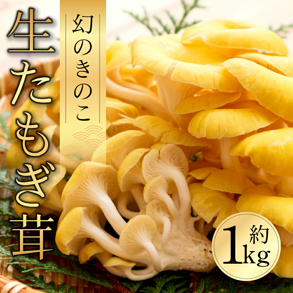 【ふるさと納税】国産 生たもぎ茸 100g×10パック タモギ茸 たもぎ茸 タモギダケ たもぎだけ たもぎ きのこ キノコ 希少 健康 栄養 国産 天然 だし 出汁 美味しい プレゼント 贈り物 高級 愛知県 豊橋市