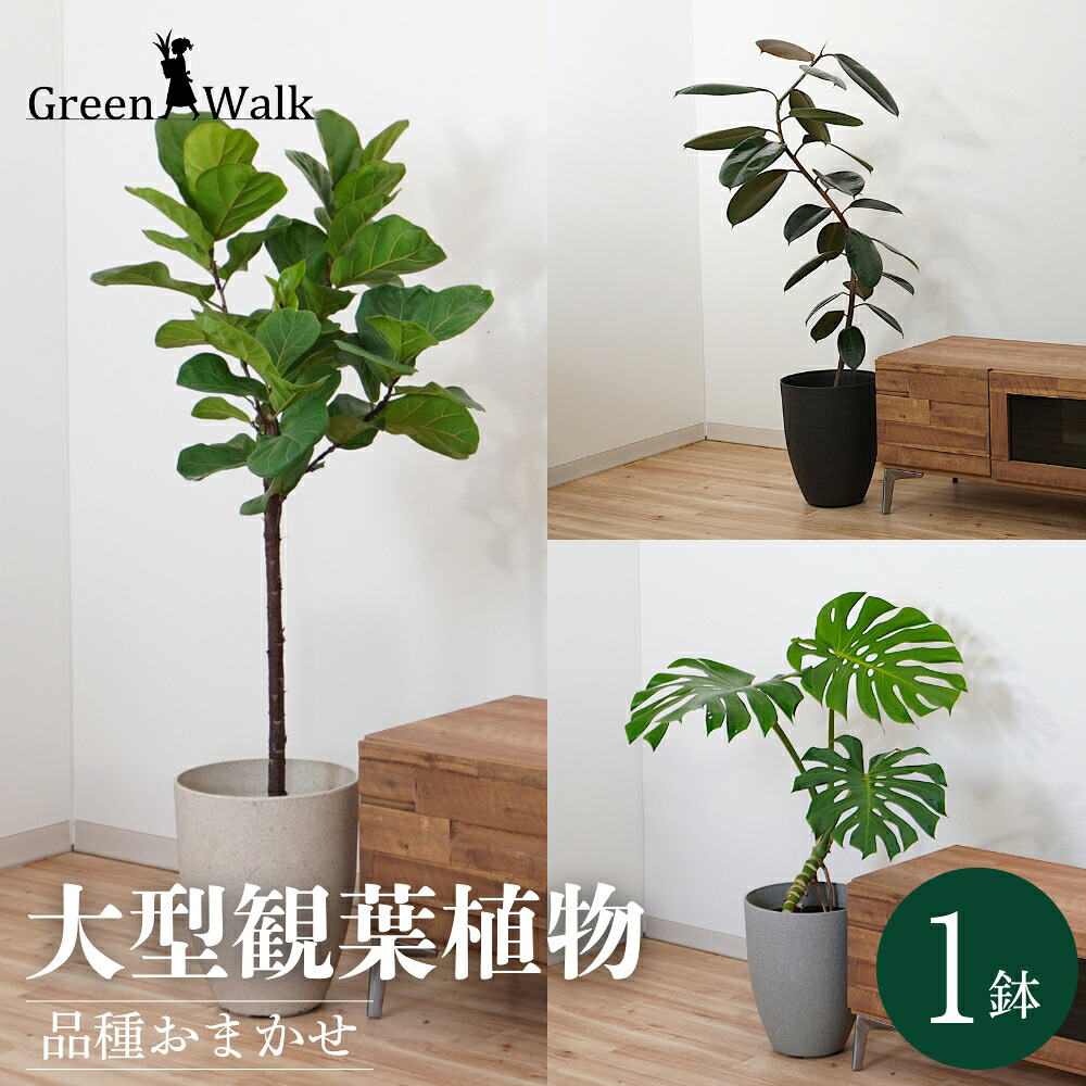 【ふるさと納税】大型観葉植物 ≪1鉢≫ 鉢カバー付き 観葉植物 グリーン インテリア ナチュラル 植物 モンステラ ウンベラータ フィカス 大型 大きい ベンガレンシス 鉢 ハイドロカルチャー ストーンライトポット 送料無料 愛知県 豊橋市|愛知県豊橋市