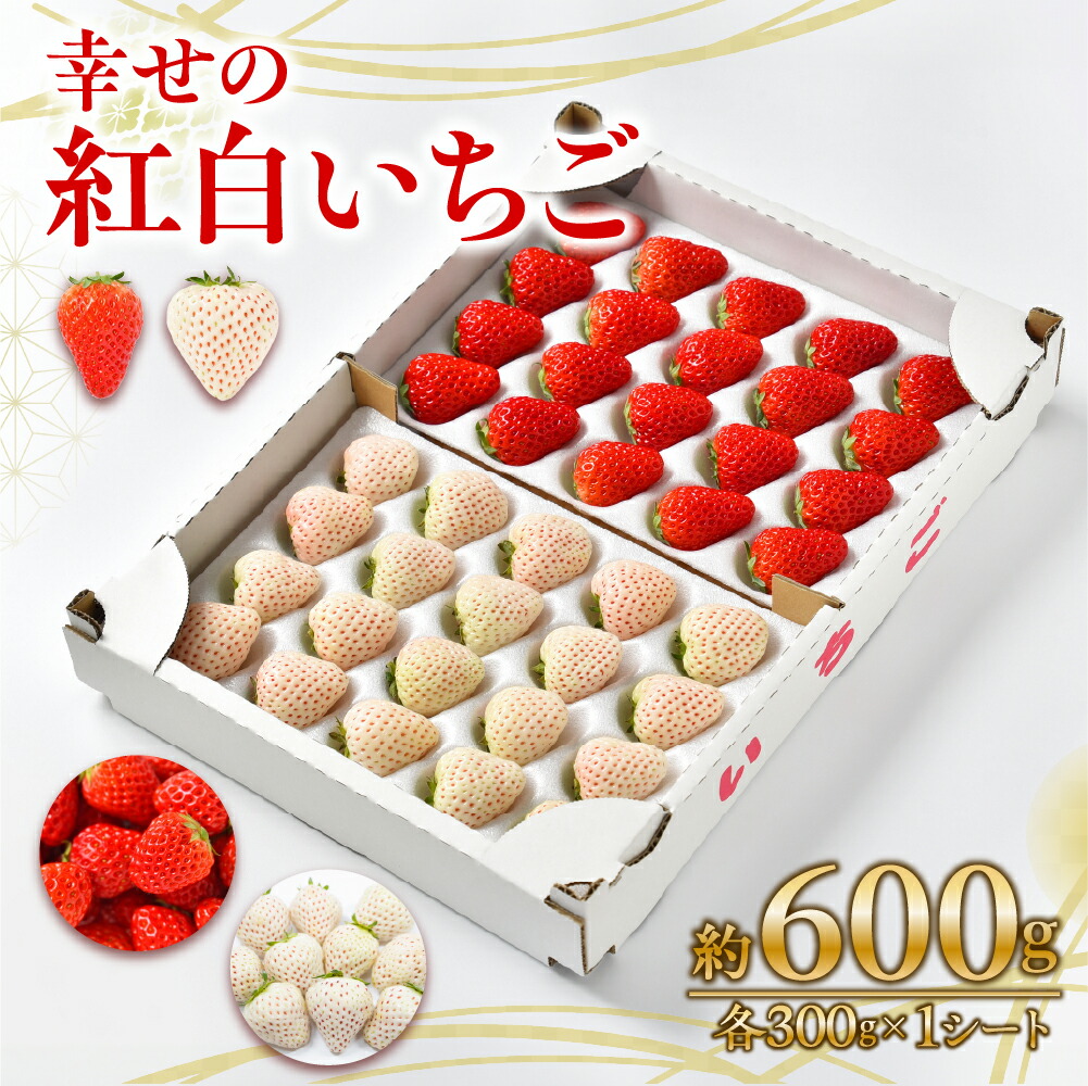 楽天市場】【ふるさと納税】2026年 先行予約 朝倉さんの『小島梨』 3kg