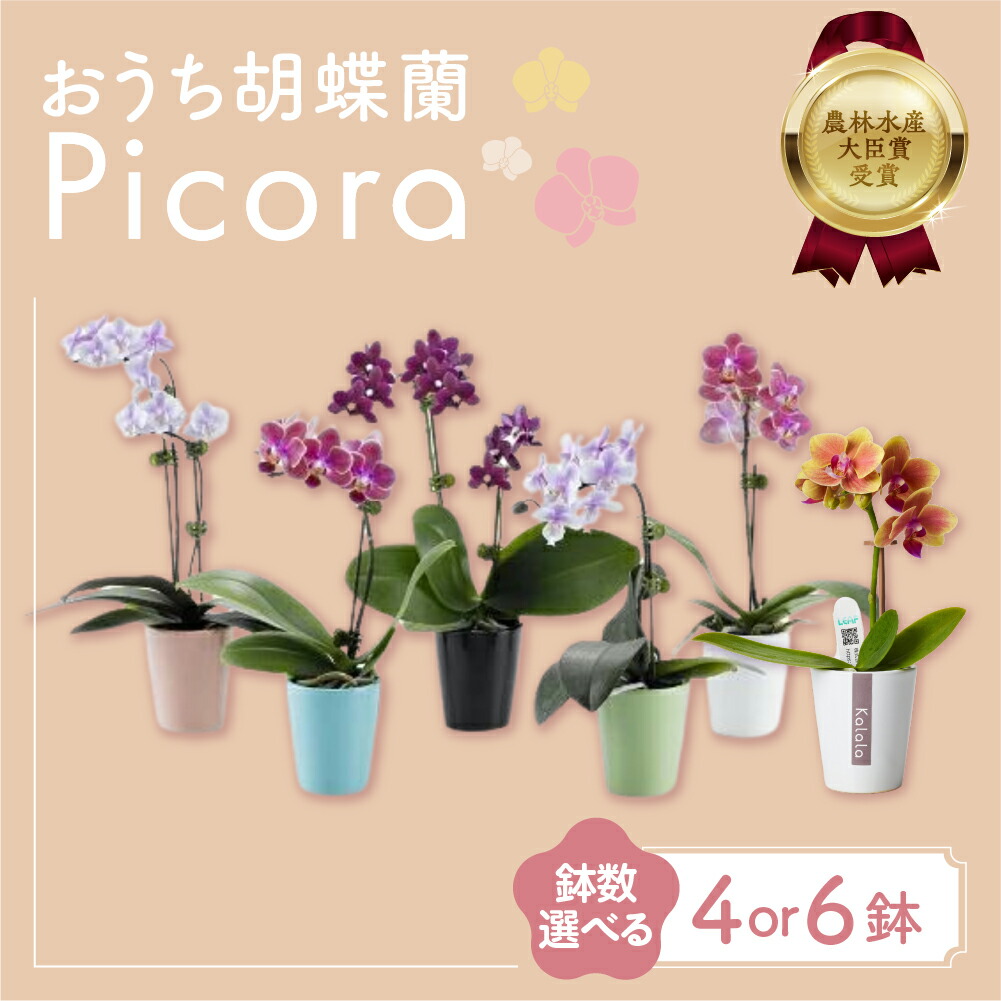 お買い得胡蝶蘭まとめて13株セット お買い得胡蝶蘭まとめて13株セット