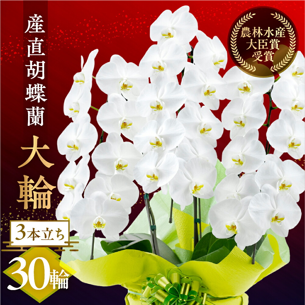 【ふるさと納税】産直胡蝶蘭『大輪』白 3本立ち 30輪 花 鉢付き 洋ラン ラッピング付き お祝 鉢 贈答 ギフト お祝い ミディ 幸福 自宅用 装飾 選べる ラッピング 贈り物 フラワー 発表会 祝い 記念 退職 還暦 開店 愛知県 豊橋市 47000円｜愛知県豊橋市