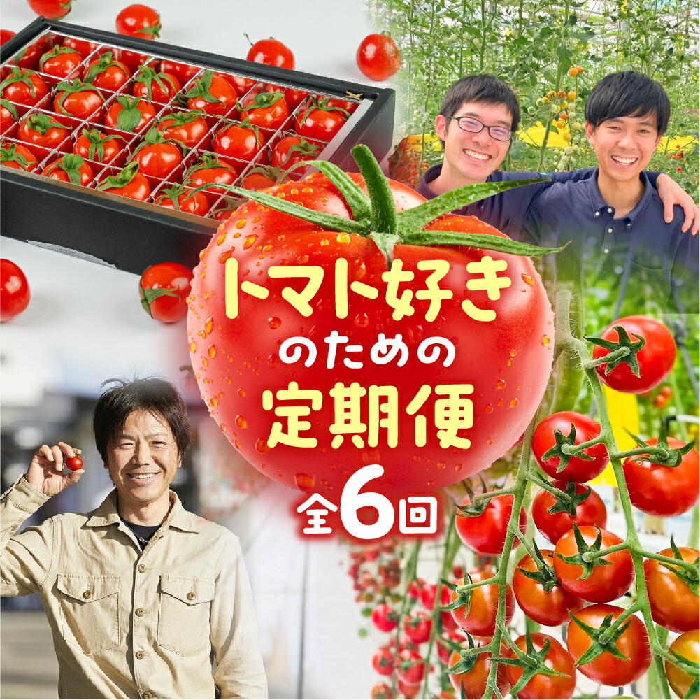 【ふるさと納税】トマト大好き定期便 6回お届け トマト ミニトマト フルーツトマト 食べ比べ 高糖度 プチぷよ ファーストトマト とまと あまえぎみ 旬 先行予約 期間限定 お楽しみ トマト定期便 定期 3回 3ヵ月 希少品種 人気 楽天限定 ふるさと納税 愛知県 豊橋市 送料無料