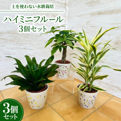 【ふるさと納税】ハイミニフルール　3個セット【オススメ観葉植物でお届け】【1358450】
