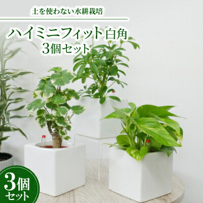 【ふるさと納税】ハイミニフィット白角3個セット【オススメの観葉植物でお届け】【1504101】