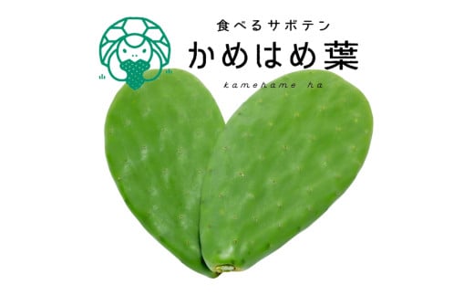 【ふるさと納税】あなたのカメに、自然のごちそうを。食べるサボテン「かめはめ葉」（3kg）　カメのエサ サボテン 3kg ペット用品 ペット 餌 エサ カメ 亀 亀のエサ 国産 13,300円