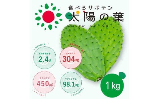 【ふるさと納税】食べるサボテン 太陽の葉 フレッシュリーフ食用サボテン(1kg) サボテン 食用サボテン 野菜 健康