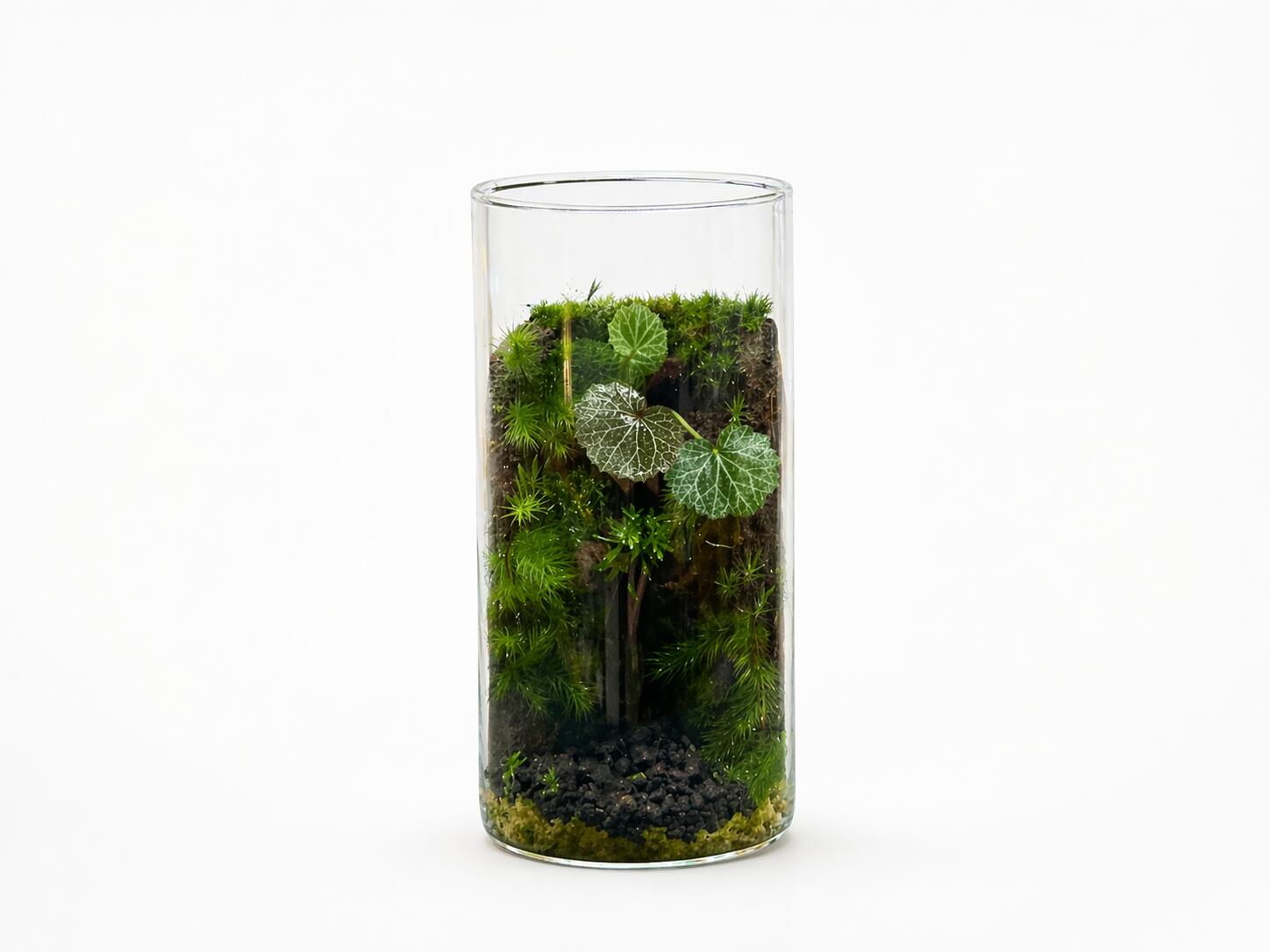 【ふるさと納税】いやしの苔テラリウム筒 | 室内装飾 こけ 観葉草木 飾り気のない 未経験者 癒し 緑