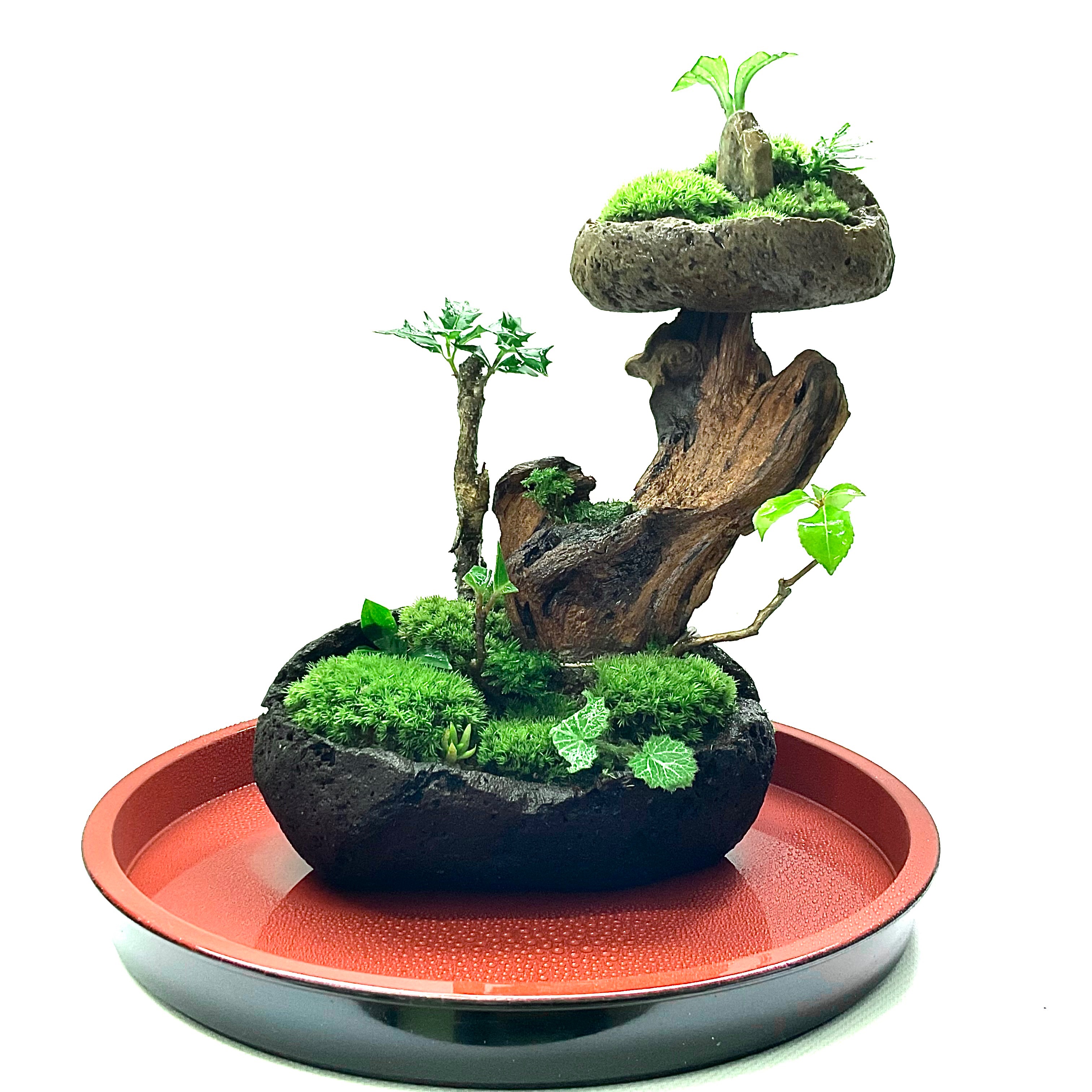 【ふるさと納税】苔盆景 苔盆栽 森の秘境 | 手のうち大いさ 室内装飾 こけ 飾り気のない 未経験者 緑 癒し