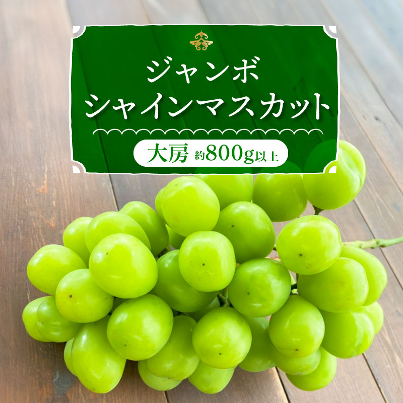 【ふるさと納税】  シャインマスカット 大房 800g以上 1房 食べ応え十分 ジャンボサイズ 冷蔵 【個数限定】 長田農園 送料無料