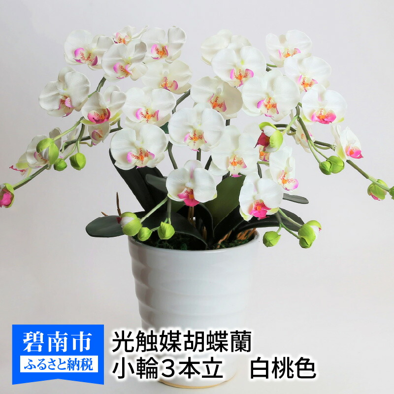 【ふるさと納税】綺麗で丈夫な三河陶器で贈る 光触媒胡蝶蘭小輪３本立（白の陶器×白桃色の花）
