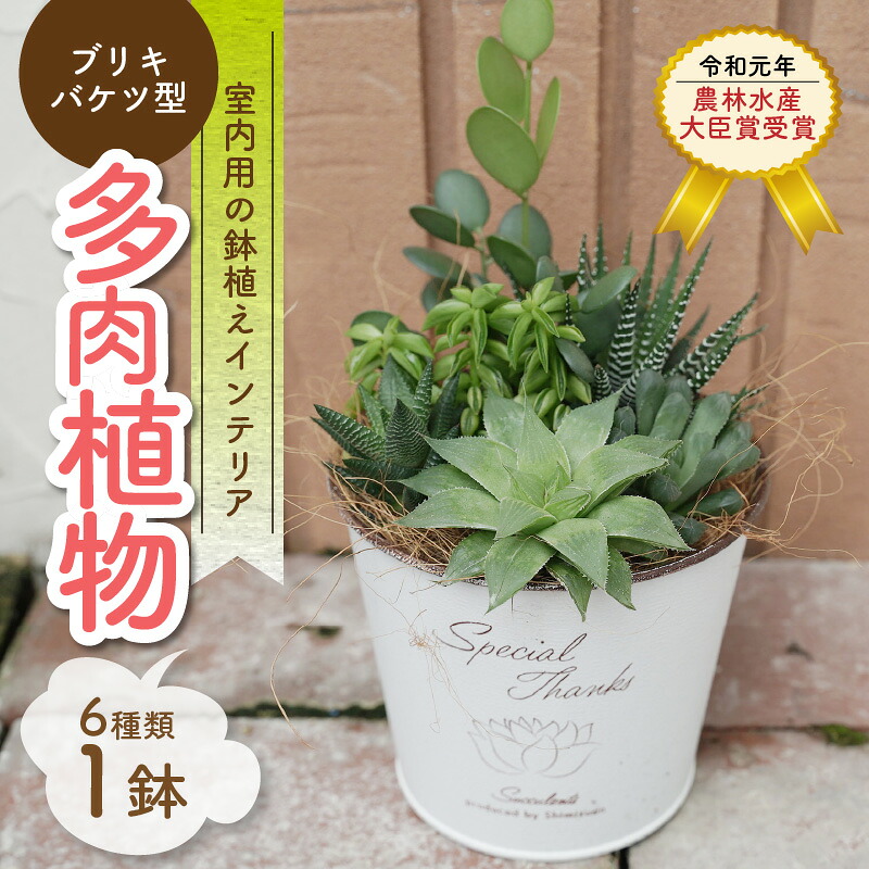 碧南市から全国へ！『ゆめあかり』と『きぬあかり』愛知の唐きび大変革 花・観葉植物-観葉植物