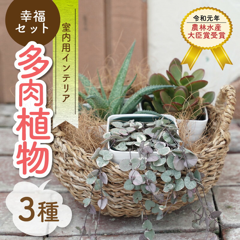【ふるさと納税】【令和元年 農林水産大臣賞受賞】 多肉植物 3種 室内用 幸福セット アロエ 花月 ハートカズラ レディハート インテリア ギフト 癒し 乾燥 強い 水やり 2週間 1回 お手入れ 少ない 育てやすい 人気 風水 300種類 生育 愛知県 碧南市 送料無料｜愛知県碧南市