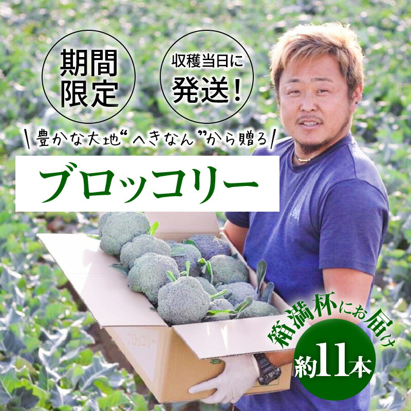 【ふるさと納税】期間限定 ブロッコリー 収穫当日発送 へきなん 約11本  産地直送 新鮮 こだわり 栽培方法 予約 事前申込 送料無料