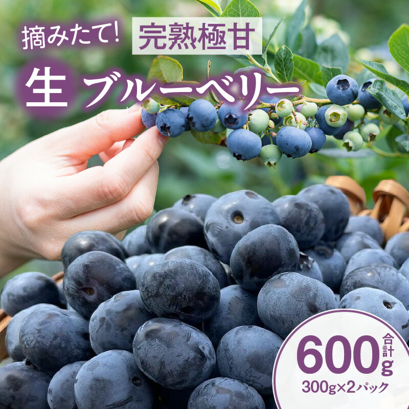 【ふるさと納税】【摘みたて！】完熟極甘ブルーベリー(生果)600g・N067 果物 フルーツ ケーキ 旬のフルーツ 季節のフルーツ 甘い デザート おすすめ 国産 生ブルーベリー  ギフト プレゼント お祝い 内祝い お返し 贈り物 贈答 贈答用 食品 愛知県 西尾市 送料無料