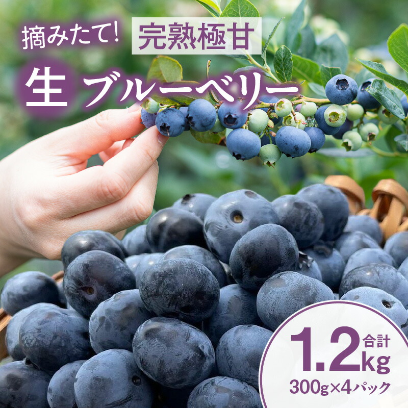 【ふるさと納税】【摘みたて！】完熟極甘ブルーベリー(生果)1.2kg・N068 果物 フルーツ ケーキ 旬のフルーツ 季節のフルーツ 甘い デザート おすすめ 国産 生ブルーベリー  ギフト プレゼント お祝い 内祝い お返し 贈り物 贈答 贈答用 食品 愛知県 西尾市 送料無料