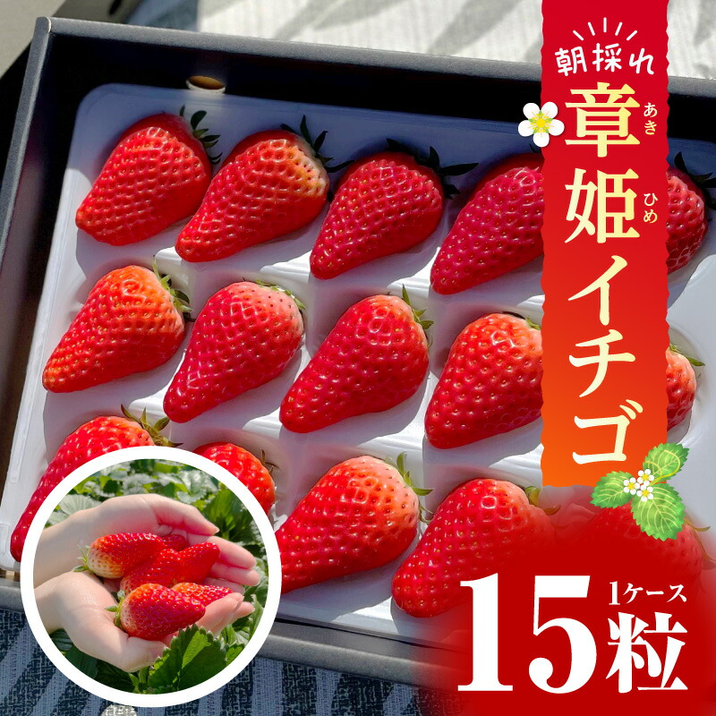 いちご 章姫30株雪桜10株￼えびすさん専￼用 sd1_3656ba649b779d9bf1c7379aaa