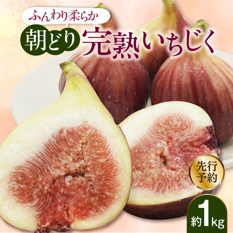 【ふるさと納税】＼先行予約／ふんわり柔らか 朝どり 完熟いちじく【約1kg（9個から12個）】【期間・数量限定】フルーツ 果物 果実 朝採れ お取り寄せ 農園 料理 デザート グルメ 国産 イチジク ギフト 愛知県産 常滑市 冷蔵 送料無料