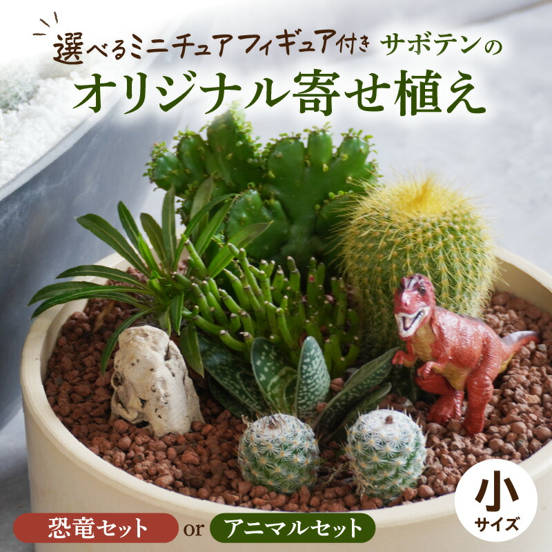 楽天市場】【ふるさと納税】サボテンのオリジナル寄せ植え（大）【恐竜