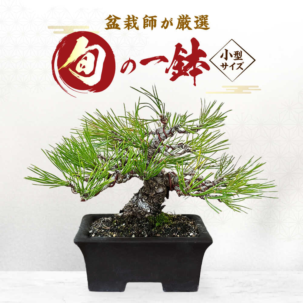【ふるさと納税】緑の工芸盆栽（小型大きさ）/ 盆栽 ぼんさい 盆栽松 松 盆栽鉢 未経験者 観葉草木 ミニ盆栽 室内装飾 室内 癒し 和今めかしい 庭木 門出 祝賀会 差し上げ物 差し上げ物 / 稲沢市 / 芳津園[BMAI001]