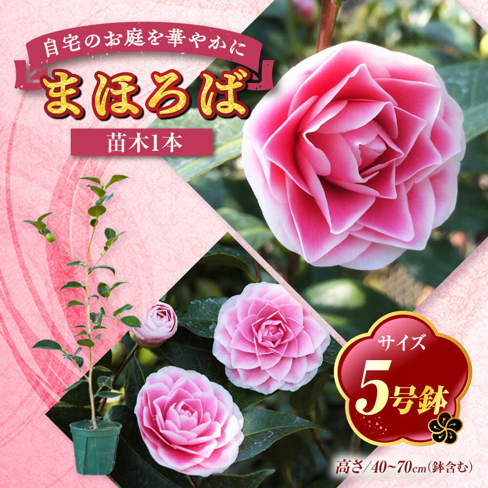 【ふるさと納税】椿 まほろば 5号鉢 若木 濃サクラ色 白覆輪 八重咲き 鉢植え 庭木 花木 茶花 敬老の日 差し上げ物 差し上げ物 植木の出どころ 稲沢市 椿園株式会社 貨物輸送無料 [BMBI010]