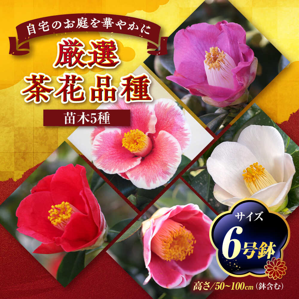 【ふるさと納税】椿 厳選茶花変種 6号鉢 若木 5種書き割り / 草木 椿 花 苗 鉢植え / 稲沢市 / 椿園株式会社[BMBI011]