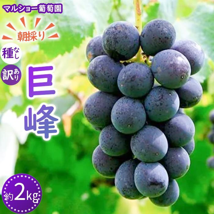 【ふるさと納税】【2025年先行予約・数量限定】朝採り 巨峰「種なし」 訳あり品 約２kg＜2025年8月中旬～発送＞