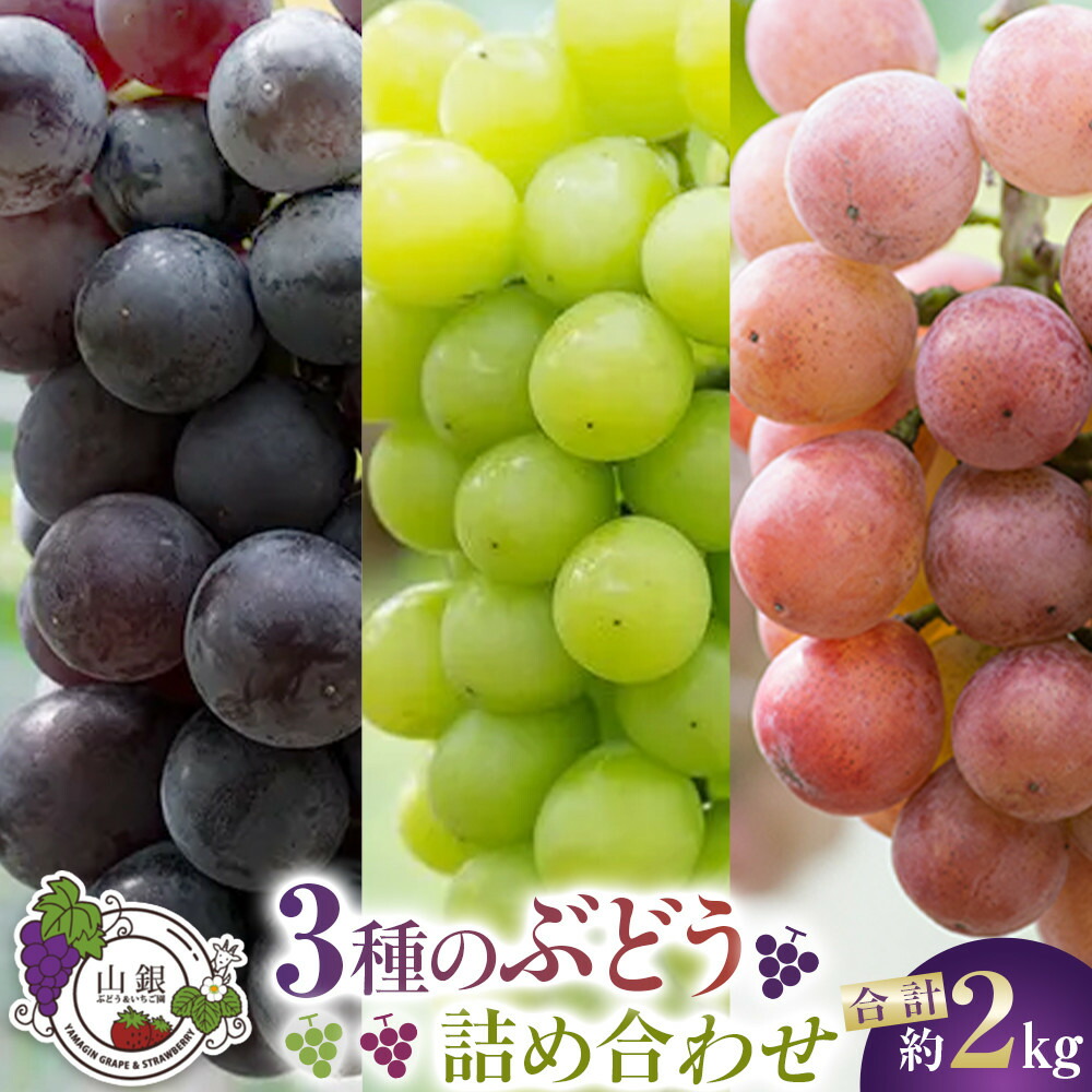 【ふるさと納税】★お届けは2026年8月から！★３種のぶどう詰め合わせ