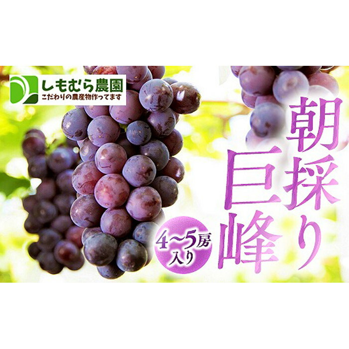 【ふるさと納税】★2025年7月下旬より順次発送★朝採り巨峰（4～5房入り） | 先行 予約 朝採り ぶどう 葡萄 果物 くだもの フルーツ 期間限定 数量限定 お取り寄せ グルメ 人気 おすすめ 愛知県 大府市