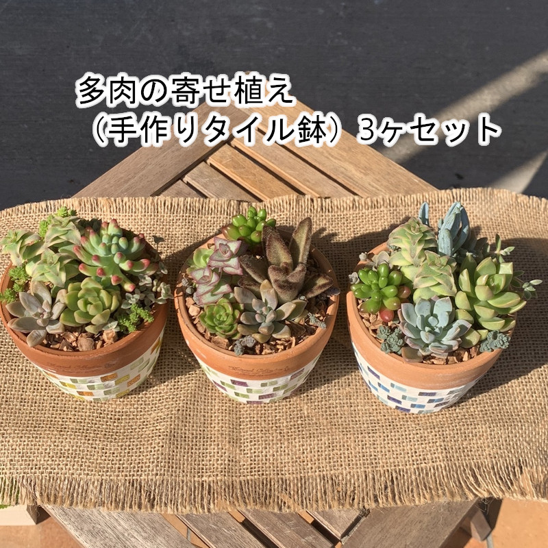 楽天市場 ふるさと納税 多肉の寄せ植え 手作りタイル鉢 3ヶセット 愛知県高浜市