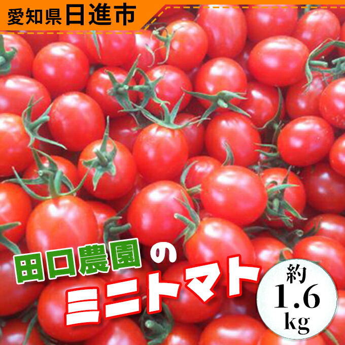 人気ブランド 田口農園のミニトマト 約1 6kg トマト 野菜 とまと プチトマト 完熟 プレミアムルビー お届け 年10月上旬 21年6月上旬 高速配送 Www Tajbar Com Br